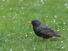 Stare (Sturnus vulgaris, Common Starling) Söder, Växjö, Sm.