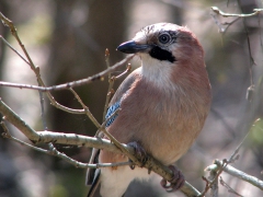 Nötskrika (Garrulus glandarius, Eurasian Jay) Bokhultets NR, Växjö, Sm.