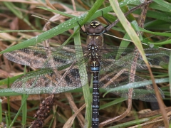 Höstmosaikslända (Aeshna mixta, Migrant Hawker) Herculesdammarna, Åhus, Sk.