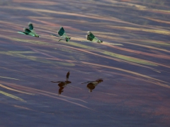 Blåbandad jungfruslända (Calopteryx splendens, Banded Demoiselle) Lidhult, Jönköping, Sm. 2012.