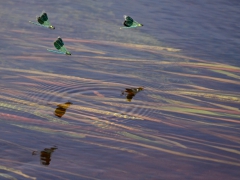 Blåbandad jungfruslända (Calopteryx splendens, Banded Demoiselle) Lidhult, Jönköping, Sm. 2012.