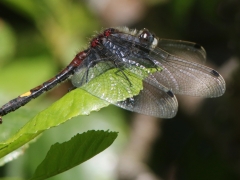 Citronfläckad kärrtrollslända, hane ( Leucorrhinia pectoralis, Yellow-spotted  Whiteface)