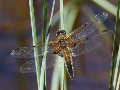 Fyrfläckad trollslända (Libellula quadrimaculata, Four-spotted Chaser) Hagsjön, Växjö, Sm.