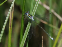 Pudrad smaragdtrollslända (Lestes sponsa, Common Spreadwing) Senoren, Ramdala, Bl.