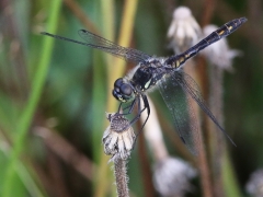 Svart ängstrollslända ( Sympetrum danae, Black Darter)