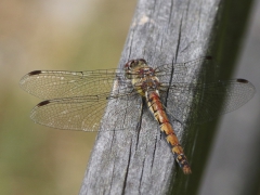 Tegelröd ängstrollslända (Sympetrum vulgatum, Moustached Darter) Senoren, Ramdala, Bl.