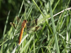 Bandad ängstrollslända (Sympetrum pedemontanum, Banded Darter) Lidhult, Jönköping, Sm. 2012.