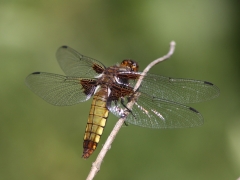 Bred trollslända, hona (Libellula depressa, Broad-bodied Chaser)