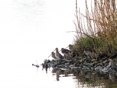 Enkelbeckasin Gallinago gallinago, Common Snipe) Getterön, Hl.