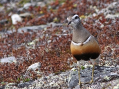 Fjällpipare (Charadrius morinellus, Eurasian Dotterel) Njulla, Abisko, Tlm.