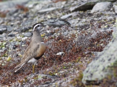 Fjällpipare (Charadrius morinellus, Eurasian Dotterel) Njulla, Abisko, Tlm.