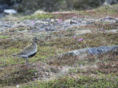 Ljungpipare (Pluviales apricaria, Golden Plover) Njulla, Abisko, Tlm.