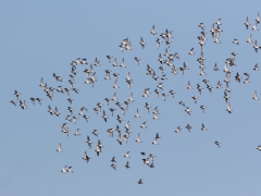 Ljungpipare (Pluviales apricaria, Golden Plover) Kristianstad kommun, Sk.