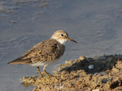 Mosnäppa (Calidris temminckii, Temminck's Stint) Kalloni, Lesvos, Greece.