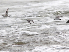 Sandlöpare (Calidris alba, Sanderling)  Maspalomas, Grand Canaria, Spain.