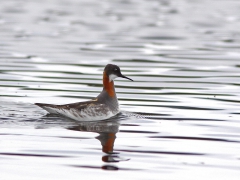 Smalnäbbad simsnäppa (Phalaropus lobatus, Rednecked Phalarope) Abisko Östra, Tlm.