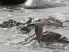 Småspov (Numenius phaeopus, Whimbrel) Maspalomas, Grand Canaria, Spain.