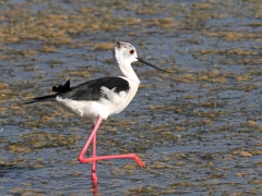 Styltlöpare (Himantopus himantopus,  Black-winged Stilt) Kalloni, Lesvos, Greece.