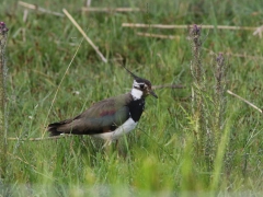 Tofsvipa (Vanellus vanellus,  Northern Lapwing) Torstävaviken, Karlskrona, Bl.