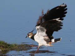 Tofsvipa (Vanellus, vanellus, Northern Lapwing) Beijershamn, Öl.