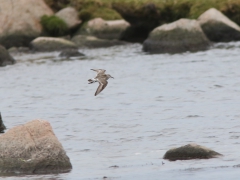 Vitgumpsnäppa (Calidris fuscicollis, White-rumped Sandpiper) Torhamns udde, Bl.