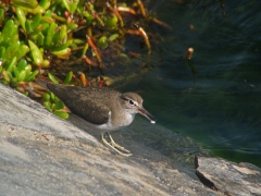 Drillsnäppa (Actitis hypoleucos, Common Sandpiper) Maspalomas, Gran Canaria, Spain.