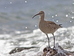 Småspov (Numenius phaeopus, Whimbrel) Maspalomas, Grand Canaria, Spain.