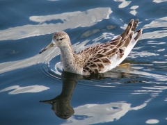 Brushane Calidris pugnax Ruff (Grand Canaria)