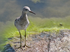 Brushane Calidris pugnax Ruff (Grand  Canaria)