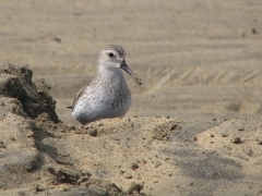 Spovsnäppa (Calidris ferruginea, Curlew Sandpiper) Maspalomas, Grand Canaria, Spain.