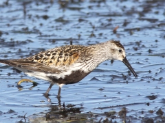 Kärrsnäppa (Calidris alpina, Dunlin)  Beijershamn, Öl.