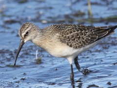 Spovsnäppa (Calidris ferruginea, Curlew Sandpiper)  Beijershamn, Öl.