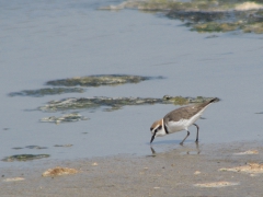 Svartbent strandpipare (Charadrius alexandrinus, Kentish Plover) Maspalomas, Grand Canaria, Spain.