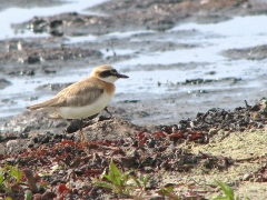 Ökenpipare (Charadrius leschenaultii, Greater Sandplover) Öl.