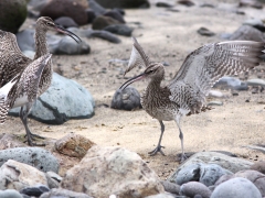 Småspov (Numenius phaeopus, Whimbrel) Maspalomas, Grand Canaria, Spain.