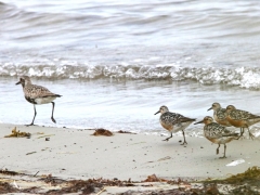 Kustpipare (Pluvialis squatarola, Grey Plover) Kustsnäppa (Calidris canutus, Red Knot) Äspet, Åhus, Sk.