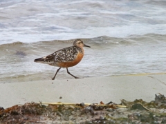 Kustsnäppa (Calidris canutus, Red Knot) Äspet, Åhus, Sk.