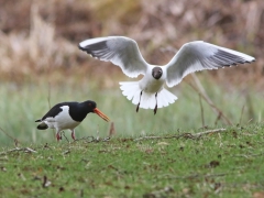 Strandskata (Haematopus ostralegus, Oystercatcher) och skrattmås (Croicocephalus ridibundus, Black-headed Gull) Växjö, Sm.