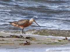 Myrspov (Limosa lapponica, Bar-tailed Godwit) Torhamns udde, Bl.