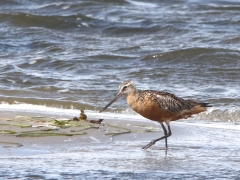 Myrspov (Limosa lapponica, Bar-tailed Godwit) Torhamns udde, Bl.