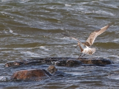 Myrspov (Limosa lapponica, Bar-tailed Godwit) Torhamns udde, Bl.