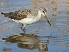 Gluttsnäppa (Tringa nebularia, Common Greenshank) Maspalomas, Grand Canaria, Spain.