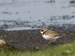 Större strandpipare juv (Charadrius semipalmatus, Comm0n Ringed Plover) Torhamns udde, Bl.