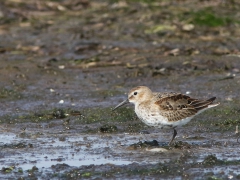 Kärrsnäppa, juv (Calidris alpina, Dunlin) Torhamns udde, Bl.