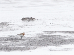 Rödhalsad snäppa (Calidris ruficollis, Red-necked Stint) Utlängan, Blekinge