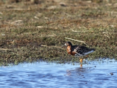 Brushane Calidris pugnax Ruff