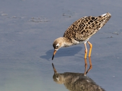 Brushane Calidris pugnax Ruff (Grand Canaria)