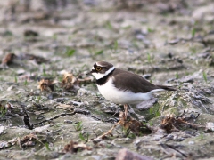 Mindre strandpipare (Charadrius dubius, Little Ringed Plover) Jät, Växjö, Sm.