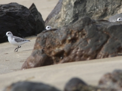 Sandlöpare (Calidris alba, Sanderling)  Maspalomas, Grand Canaria, Spain.