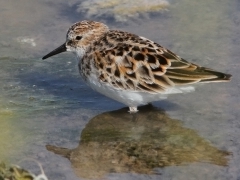 Småsnäppa (Calidris minuta, Little Stint) Lesvos, Greece.